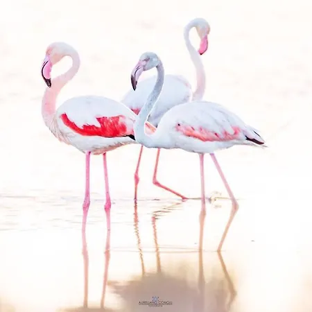 Bed & Breakfast I Fenicotteri Rosa *